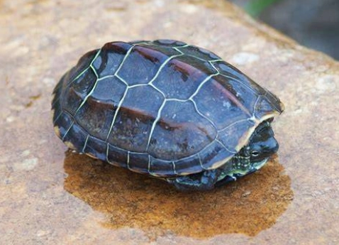 草龜飼養 草龜飼養