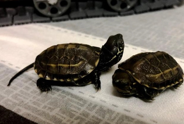 保育類 龜類 法律 保育類 龜類 法律