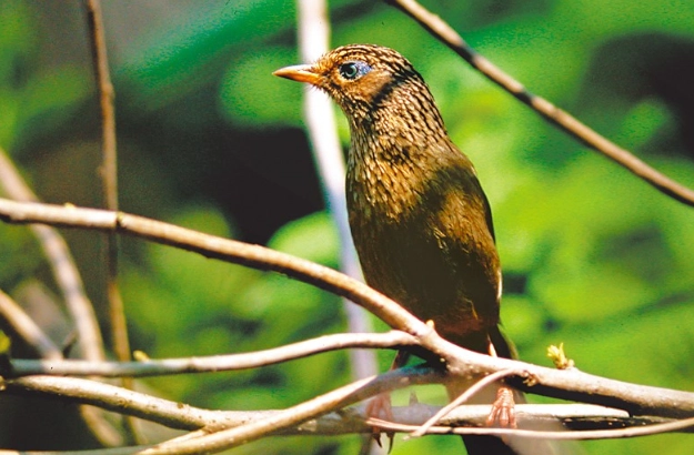 二級保育類動物 飼養 罰款