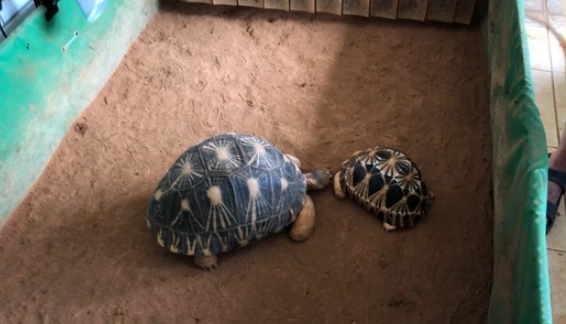 一級保育類動物 罰則