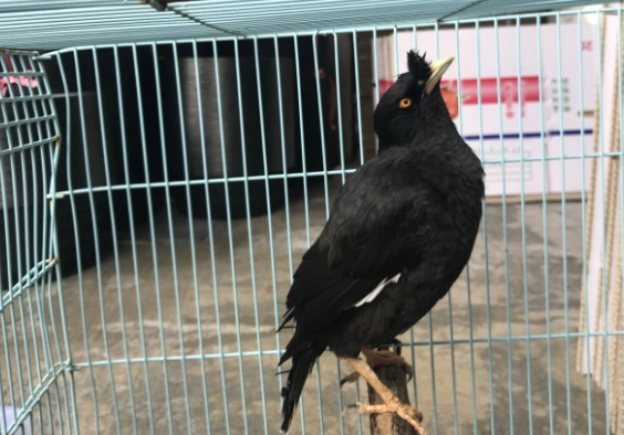 野生動物 飼養 合法申請