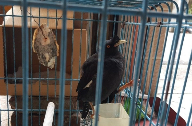 一級保育類動物 罰則