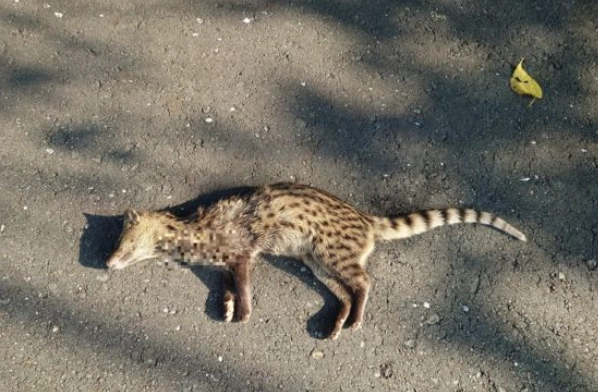 台灣野生動物保育