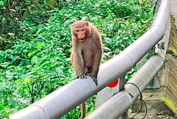 保育類動物 台灣 法規