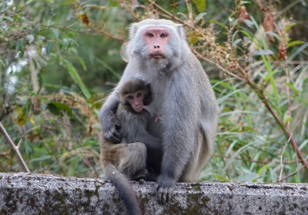 二級保育動物名單