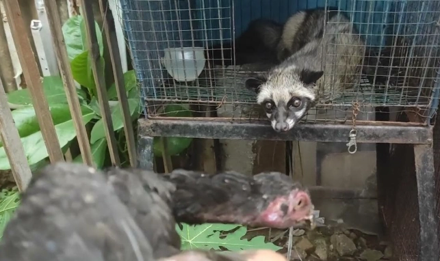 飼養野生動物罰金