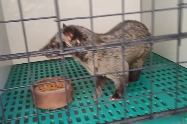 保育類動物飼養罰款