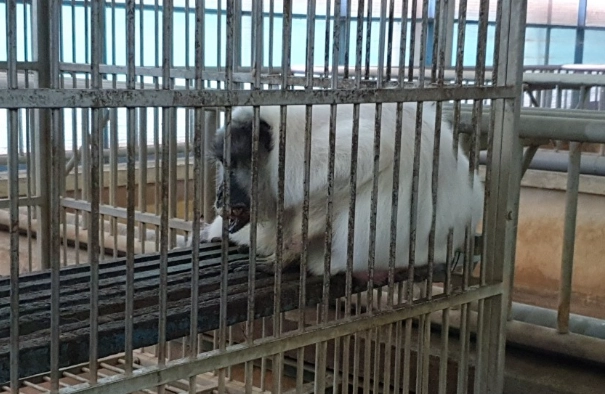 野生動物 飼養 合法申請