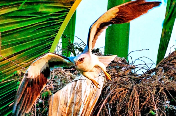 保育類動物 台灣 法規