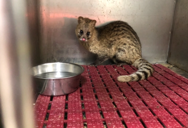 飼養野生動物罰金