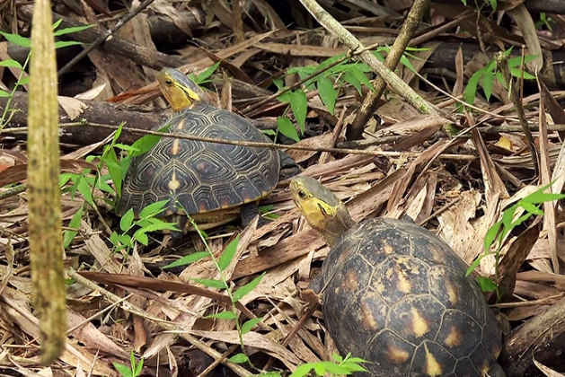 一級保育類動物 罰則