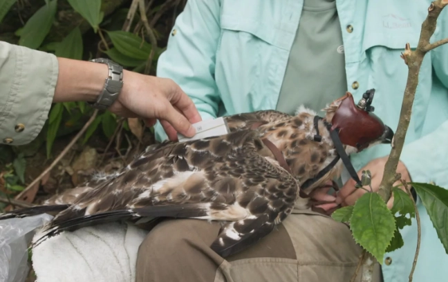 台灣野生動物保護法