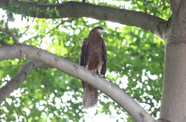 二級保育類動物 飼養 罰款
