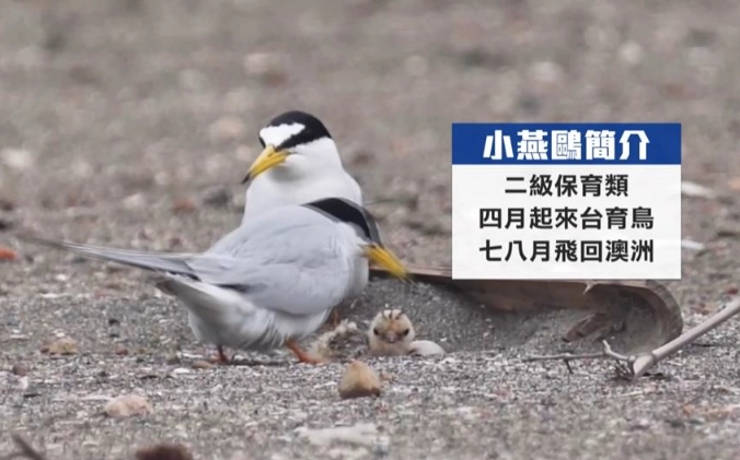 二級保育動物名單