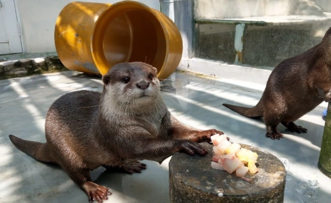 保育類動物飼養罰款