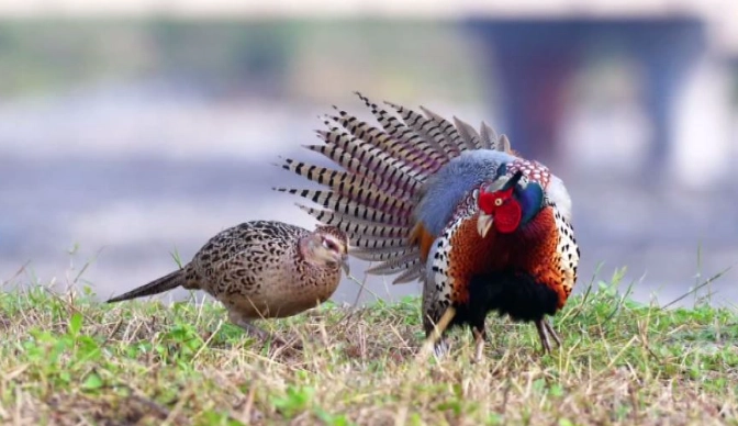 二級保育動物名單