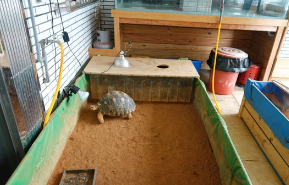 台灣野生動物保護法