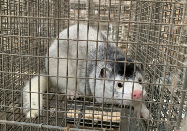 保育類動物飼養罰款