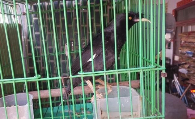 台灣動物保護法罰則