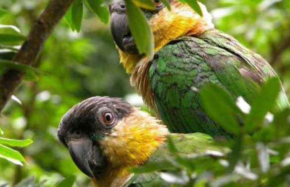 凱克鸚鵡公母區別