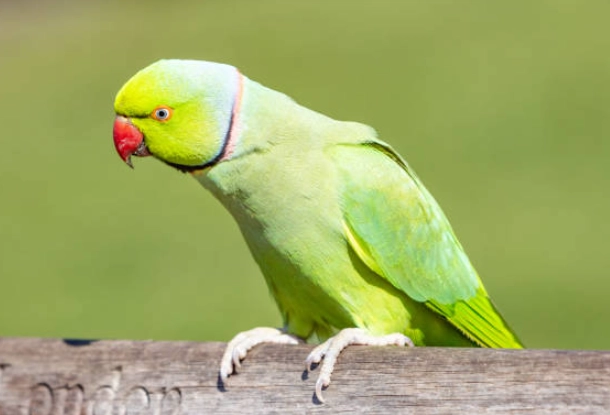 綠腿凱克鸚鵡 價格