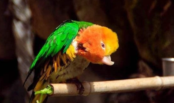 綠腿凱克鸚鵡 飼養