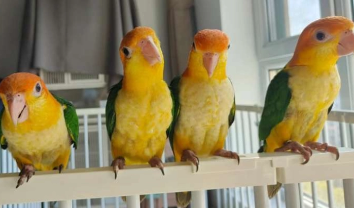 凱克鸚鵡性別判斷