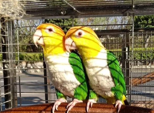 綠腿凱克鸚鵡 飼養