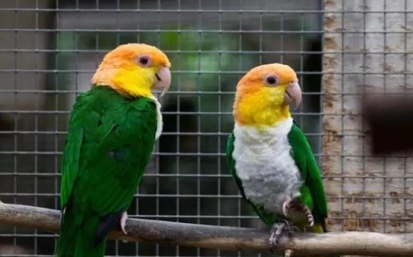 鸟类混养注意事项