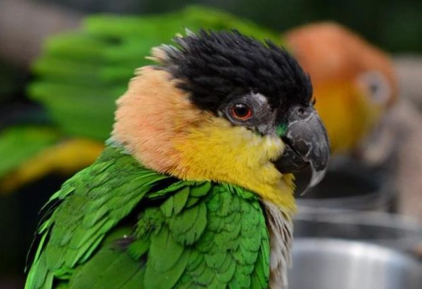 凱克鸚鵡飼養