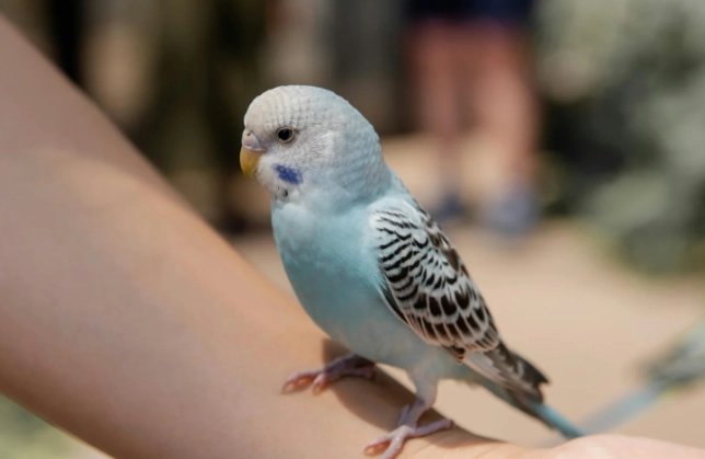 非洲灰鸚鵡說話