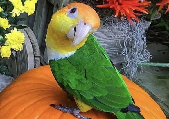 鸟类混养注意事项