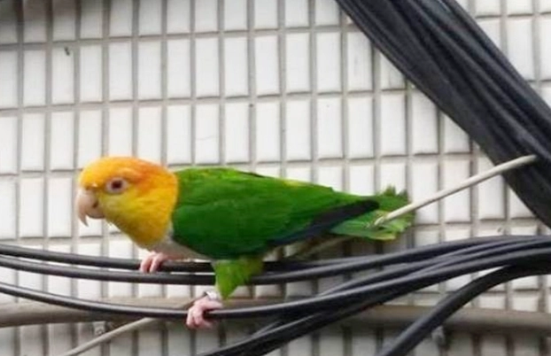 綠腿凱克鸚鵡 價格