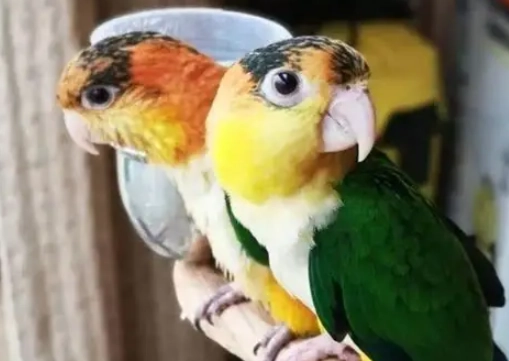 凱克鸚鵡羽粉過敏