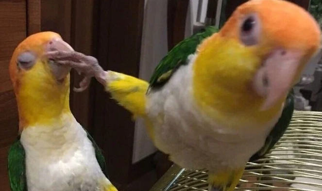 鸟类混养注意事项