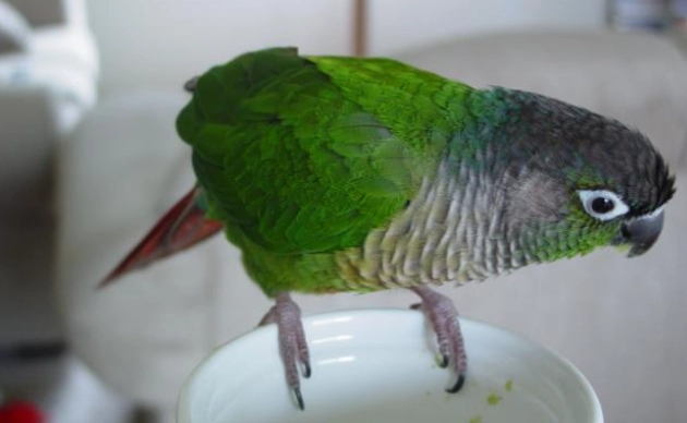 綠頰小太陽飼養方法