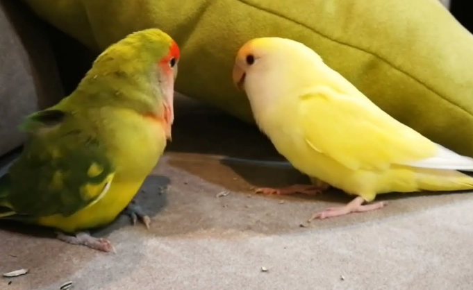 牡丹鸚鵡叫聲意思