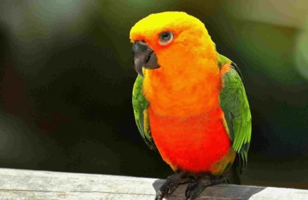 珍珠小太陽鸚鵡 壽命