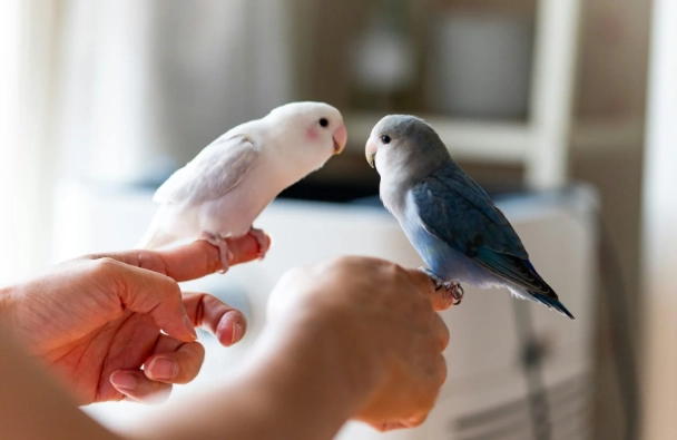 愛情鸚鵡健康照顧