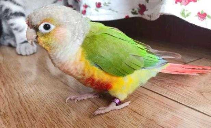 小太陽鸚鵡攻擊