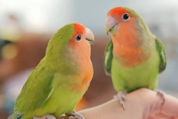 愛情鸚鵡品種