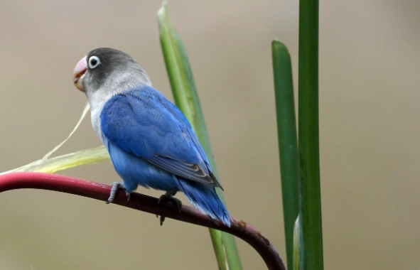 愛情鸚鵡健康照顧