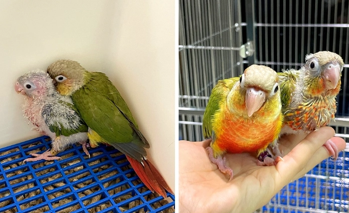 小太陽鸚鵡攻擊