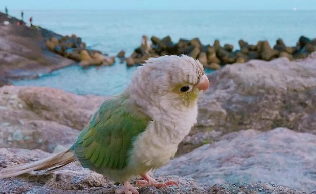 綠頰小太陽飼養方法