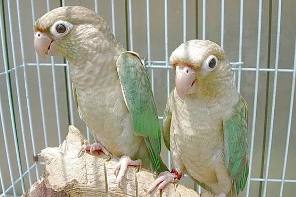 珍珠小太陽鸚鵡 飼養