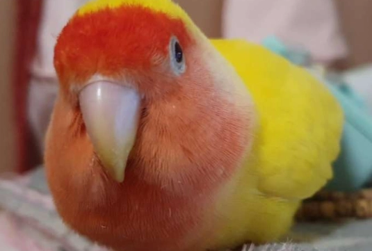 牡丹鸚鵡一直叫怎麼辦