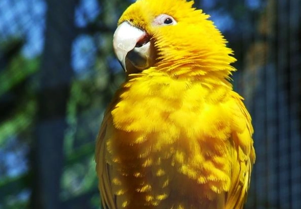 珍珠小太陽鸚鵡 飼養