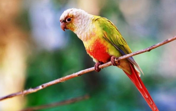 寵物鳥健康照顧