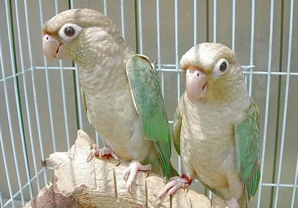 鸚鵡發情期行為