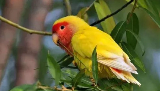 牡丹鸚鵡一直叫怎麼辦